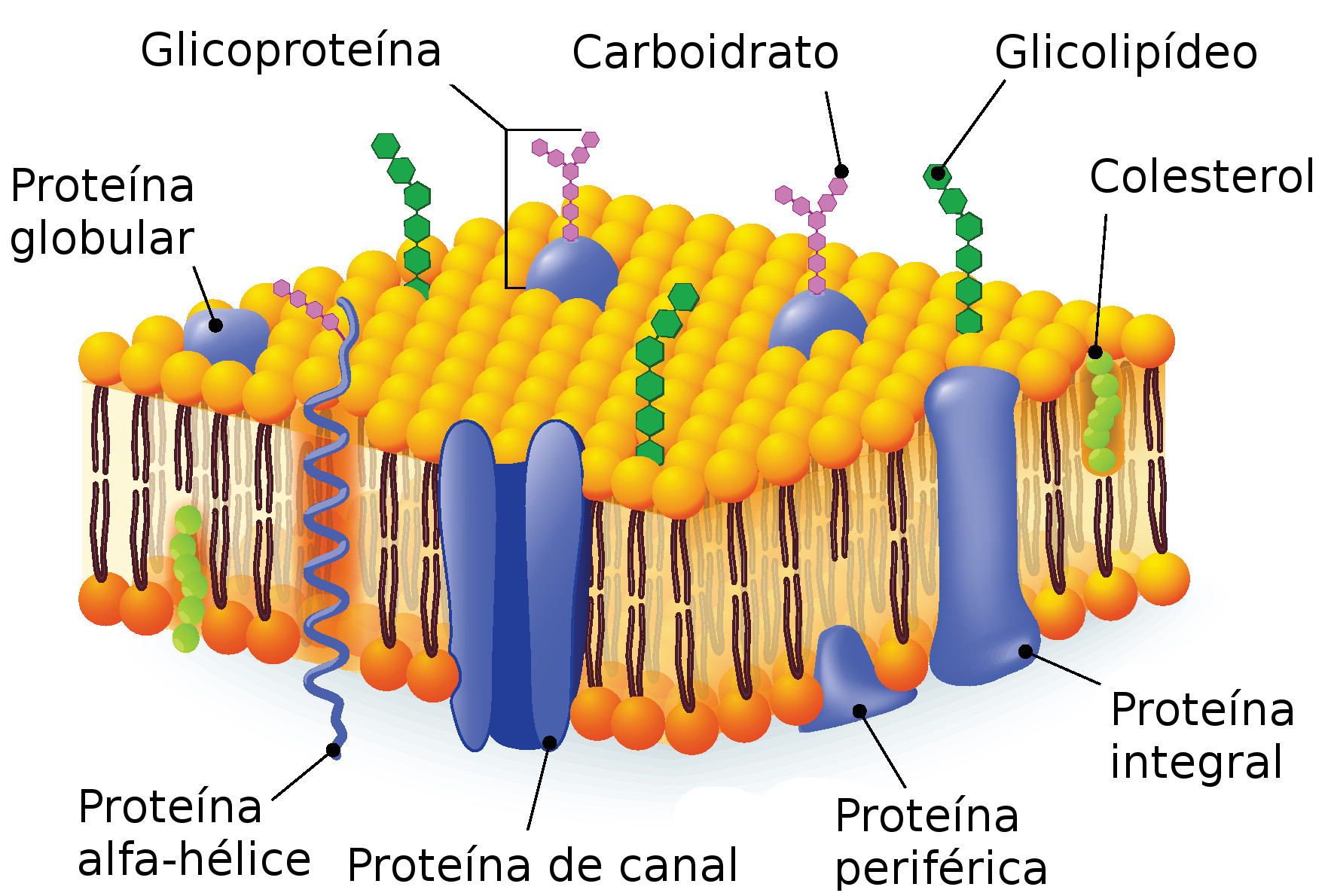 Membrana plasmatica